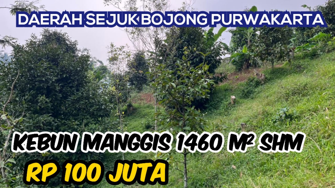 Tanah Kebun Manggis Luas 1465 m2 SHM di Dataran Tinggi Udara Sejuk Bojong Purwakarta Rp 100 Juta