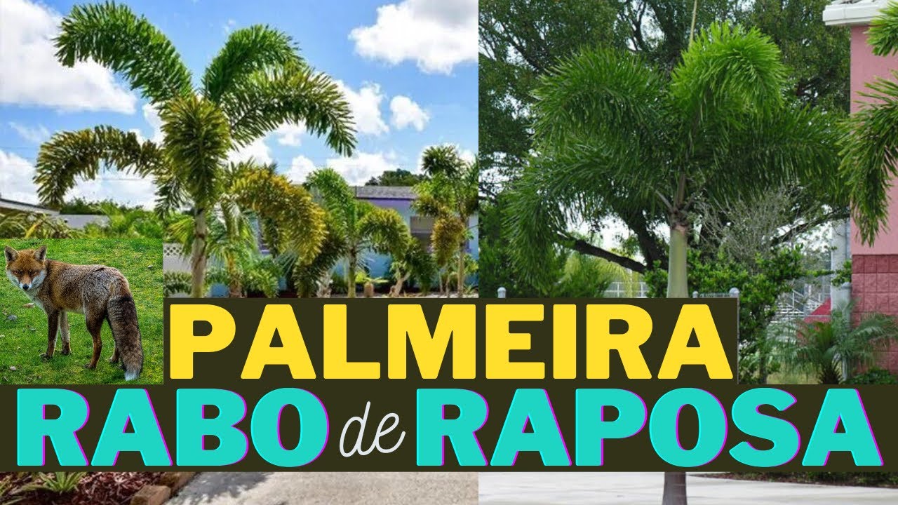 PALMEIRA RABO DE RAPOSA: Germinação, Crescimento e Frutificação.
