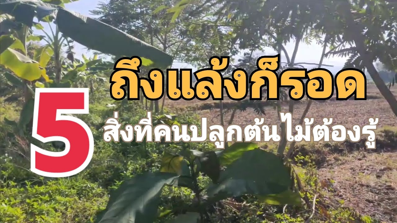 ถึงแล้งก็รอด กับ 5 สิ่งที่คนปลูกต้นไม้ต้องรู้  ep 43