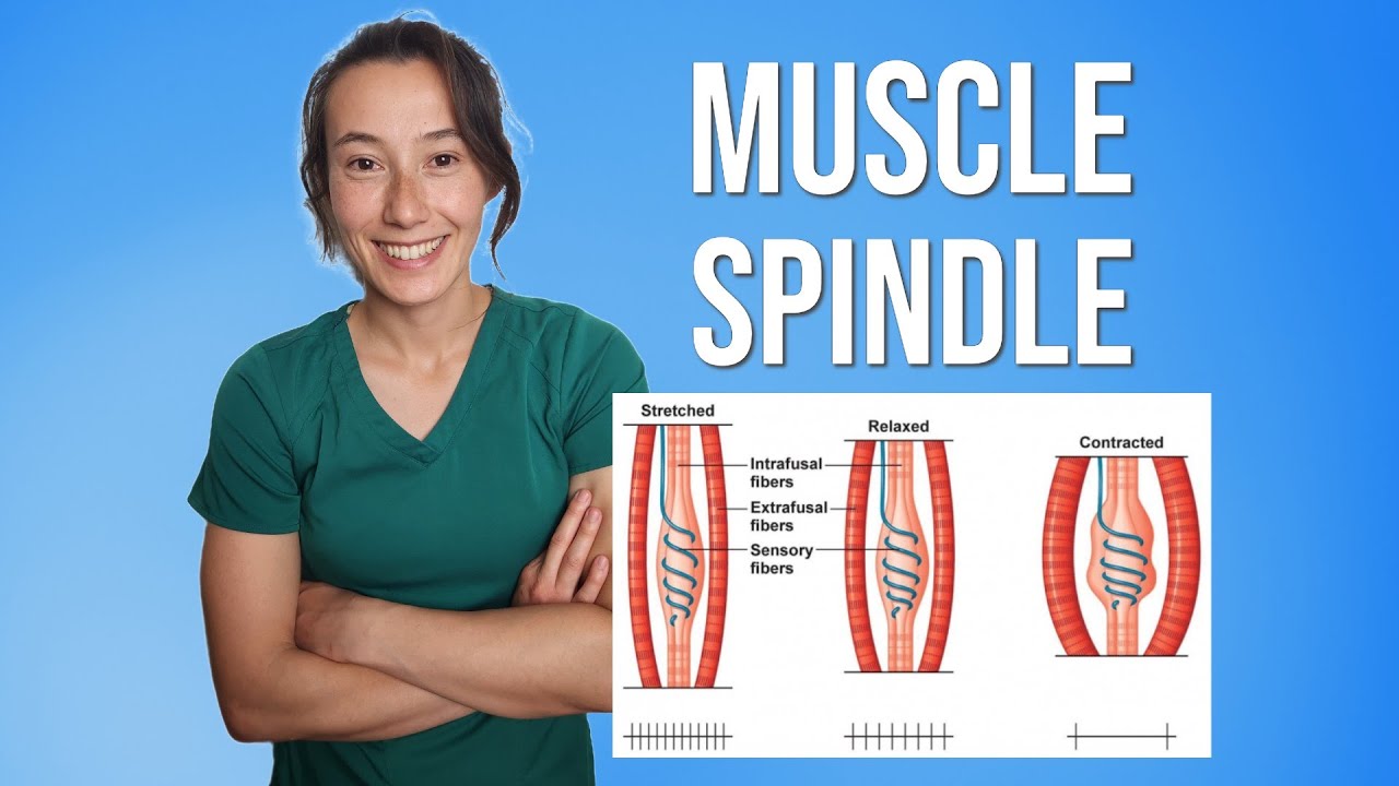 Muscle Spindle Apparatus | Stretch Reflex & NPTE Study Guide