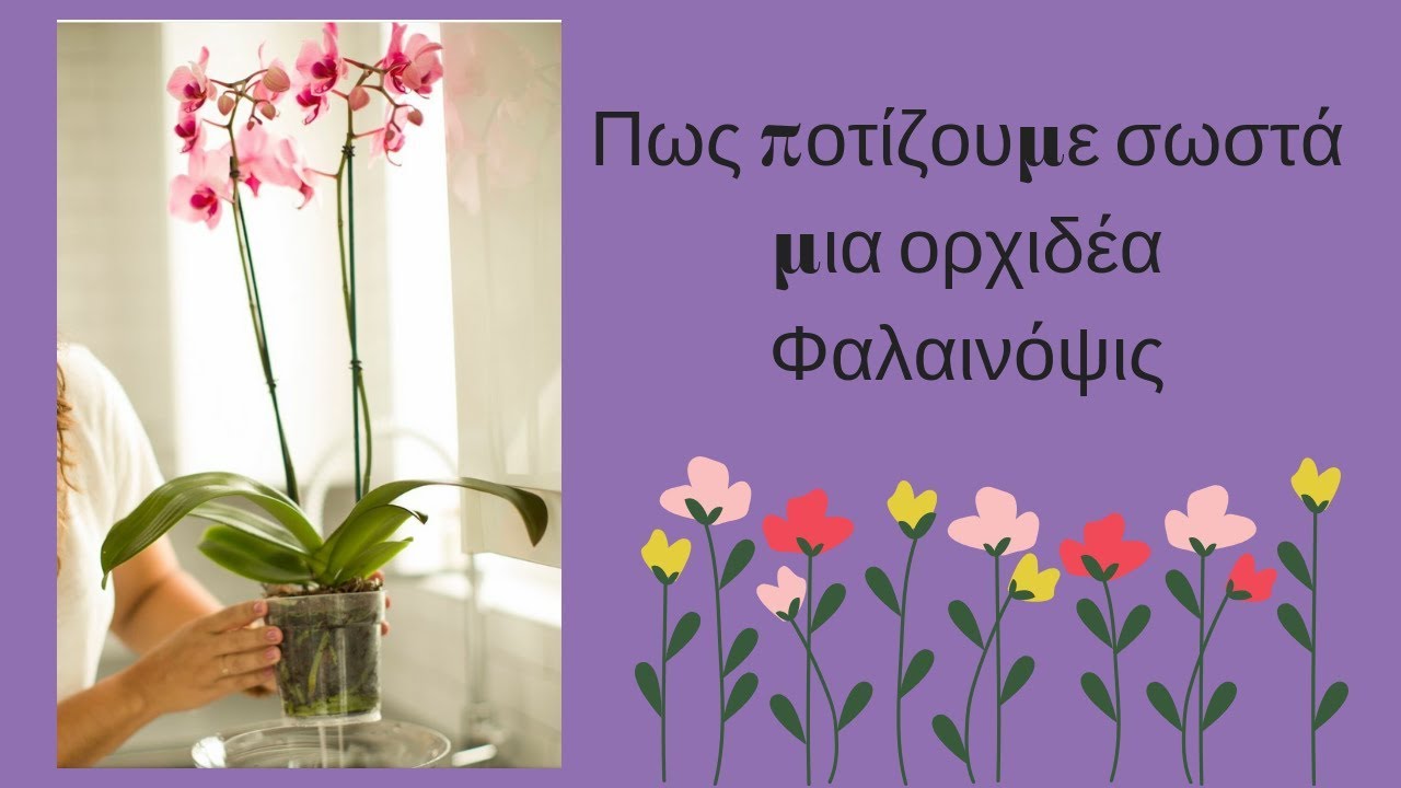Πως ποτίζουμε σωστά μια ορχιδέα Φαλαινόψις 🌺 για να μη σαπίσει.