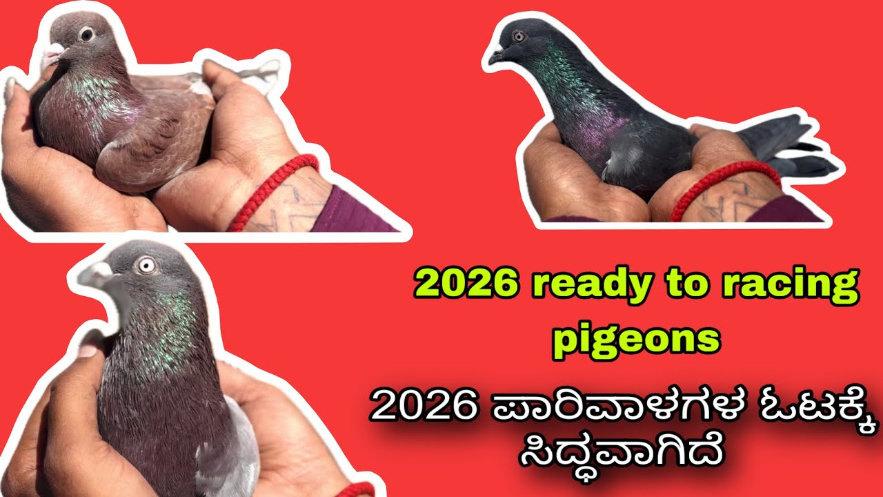 🤯2026 ready to racing ಪಾರಿವಾಳಗಳ ಓಟಕ್ಕೆ ಸಿದ್ಧವಾಗಿದೆ pigeons,#MANUBRO#pigeonracing #pigeon2026 #pigeon