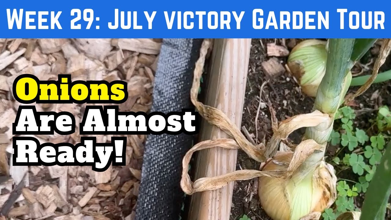 Victory Garden Tour - July