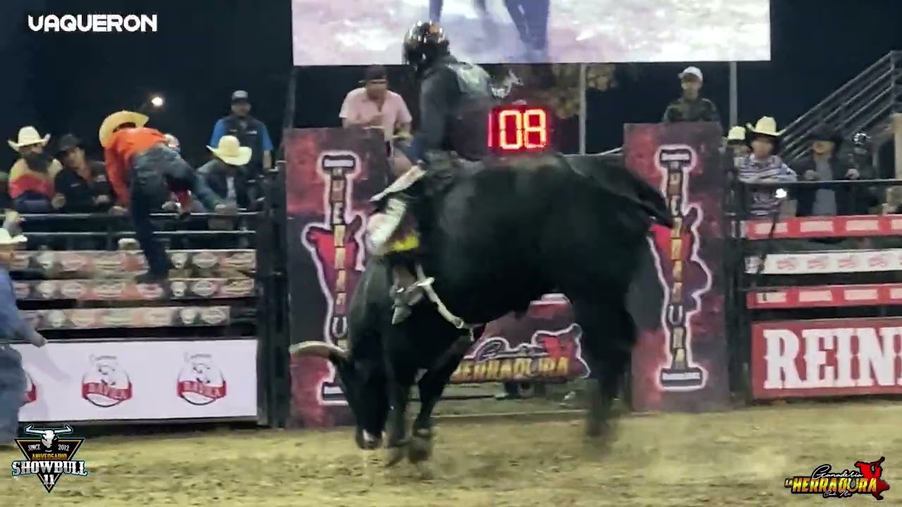 XI Aniversario | Show Bull