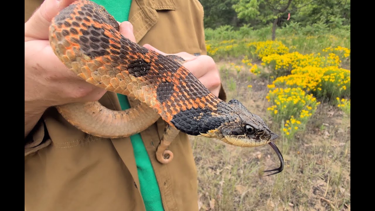 Eastern Hognoses and other Snakes in Southern Ontario!