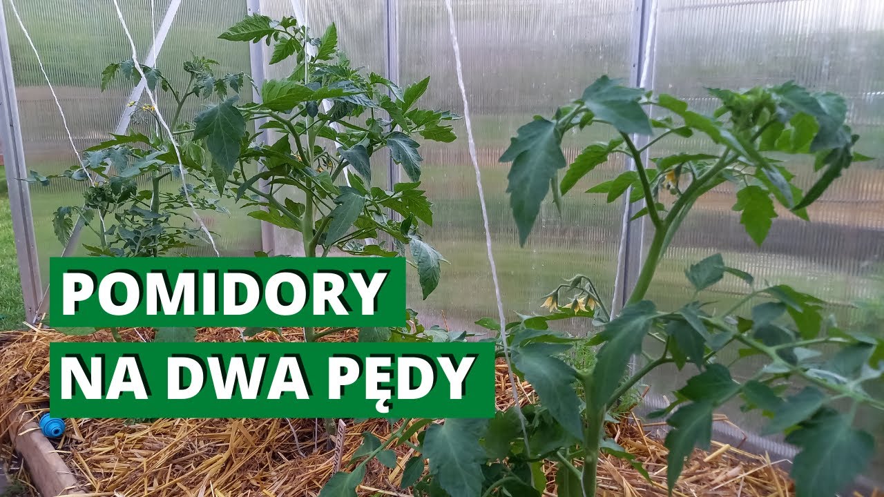 Pomidory na dwa pędy. Prowadzenie pomidorów na dwa lub nawet trzy pędy oraz usuwanie wilków