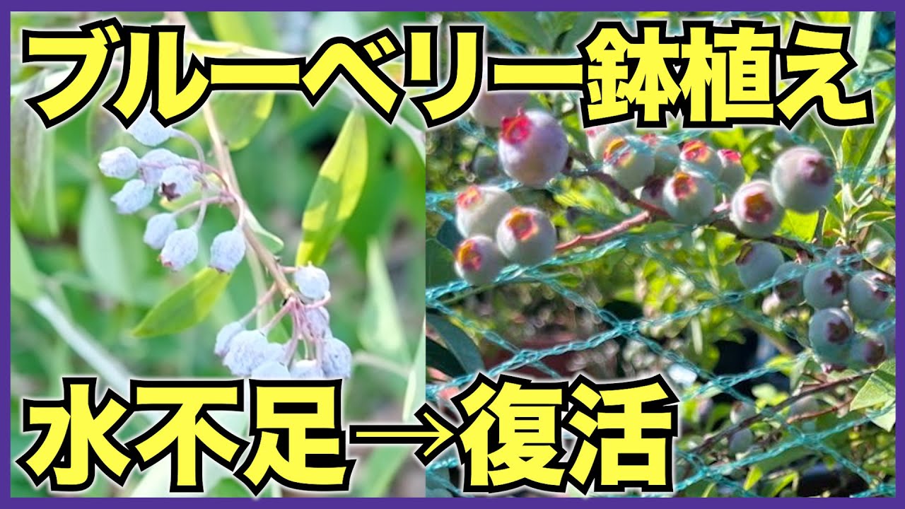 【ブルーベリー】1年前に植えたブルーベリーを収穫！夏の暑さで実がシワシワに【鉢植え栽培】