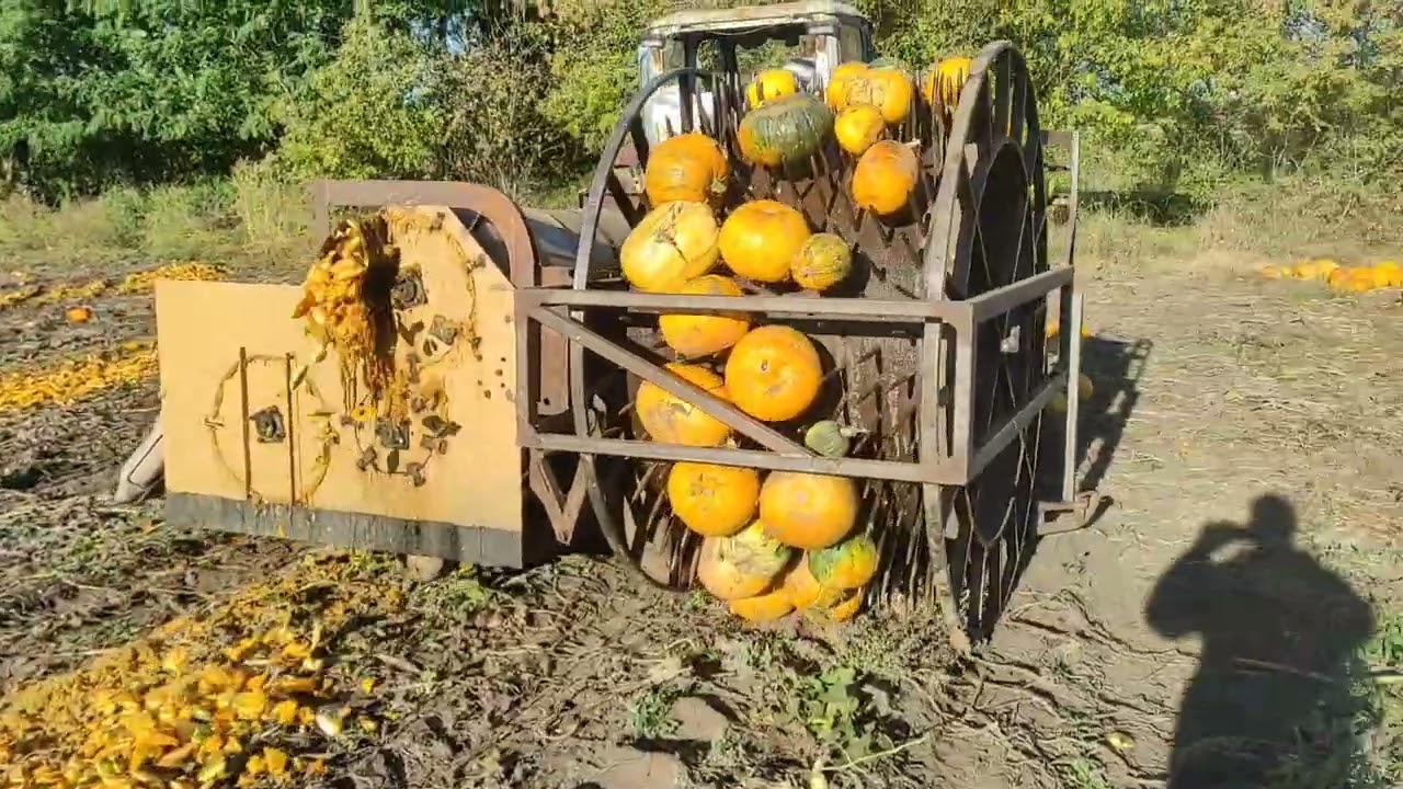 Продовжуємо вибирати гарбузове насіння. Данка Полька🎃