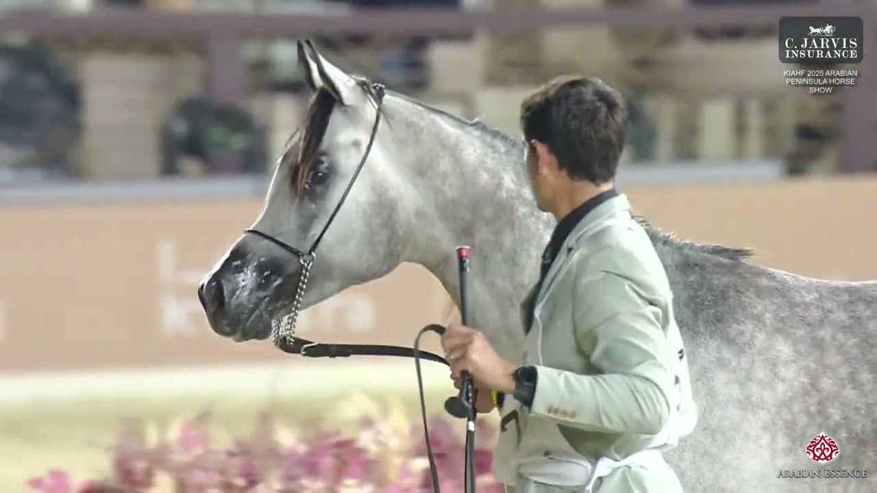 N 70 NASHWAN JATHAB   KIAHF 2025   Arabian Peninsula Horse Show   Junior Colts Class 5A Class 5A
