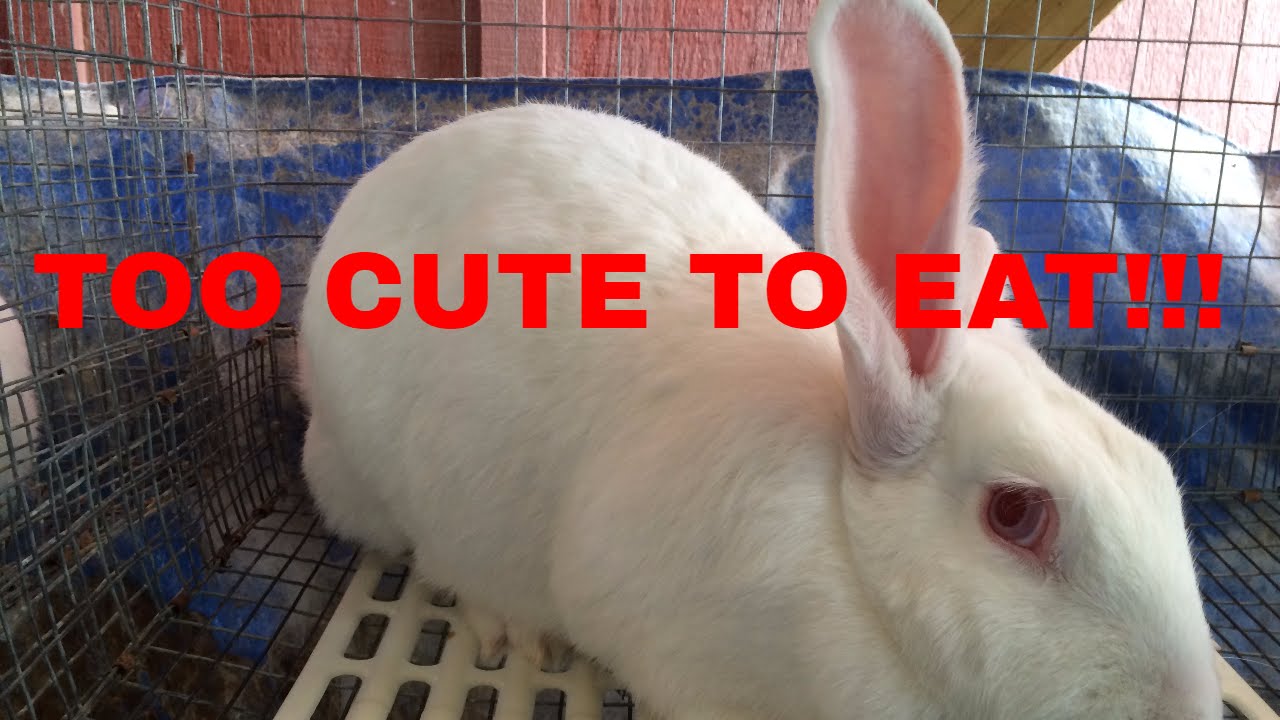 The SlightlyRednecked Rabbit Update 9-13-16: PVC Stacking Cages and the 