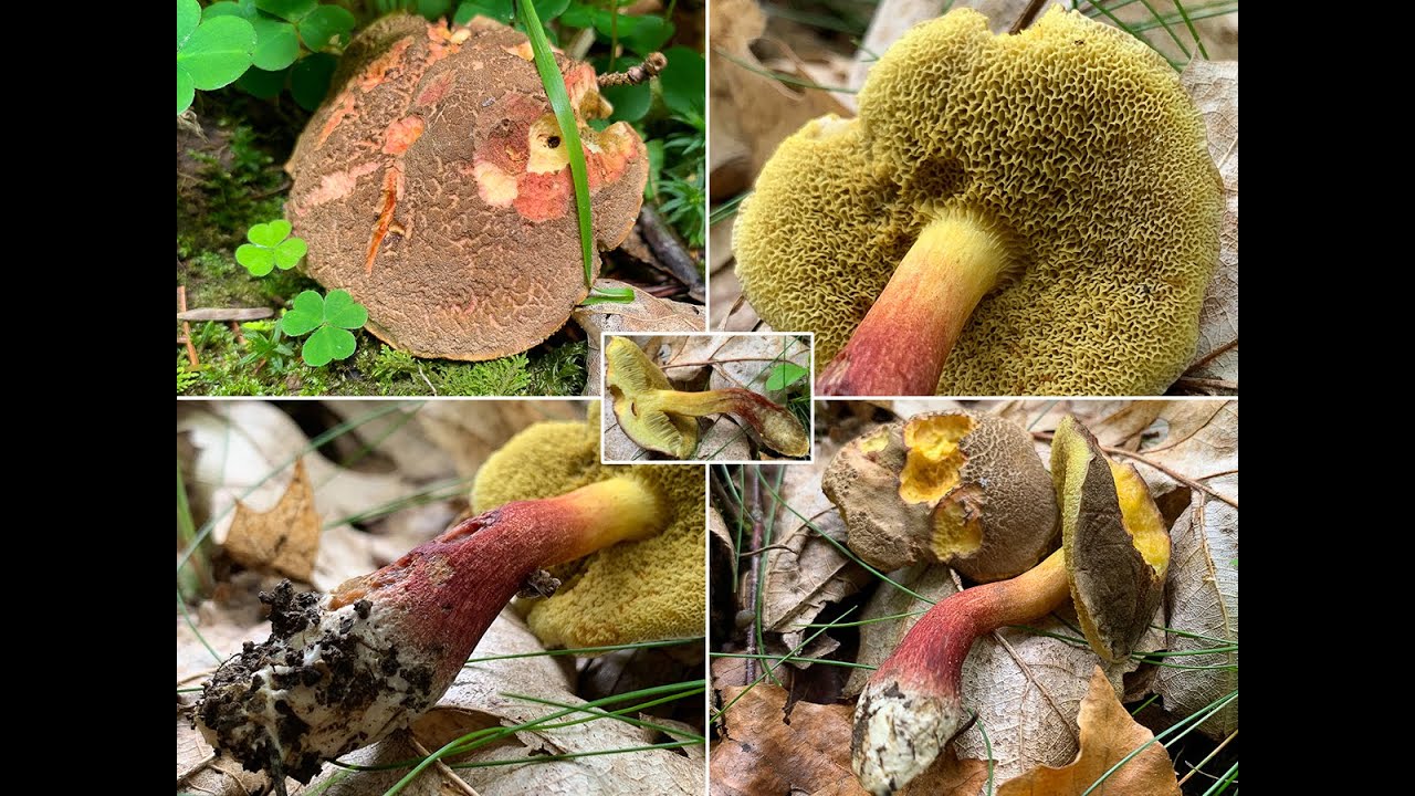 Pilzportrait - Echter Rotfußröhrling, Gemeiner Rotfußröhrling, Rotfuß, Xerocomellus chrysenteron