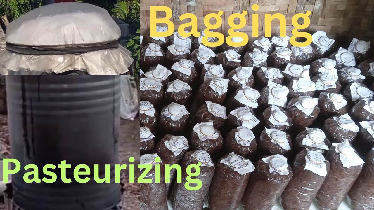 PAANO MAG-BAGGING AT MAGLUTO NG FRUITING BAGS | OYSTER MUSHROOM  | @agrisikap