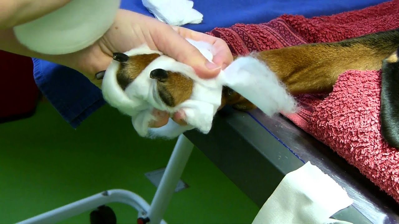 Pfotenverband richtig am Hund anlegen