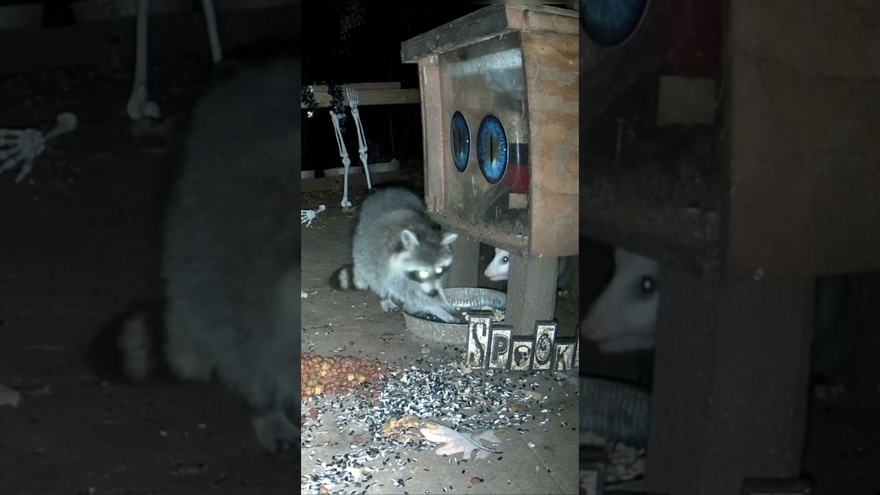 Opossum and raccoon fighting over peanuts. #animal #raccoon #nature
