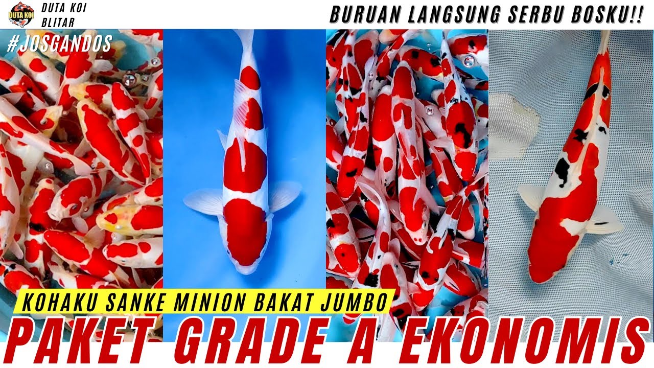 PAKET EKONOMIS: KOHAKU SANKE MINION GRADE A BAKAT JUMBO BOSKU!! BURUAN SERBU!!
