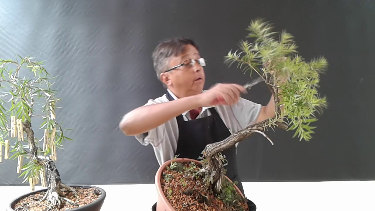 Callistemon - Bonsai shizen