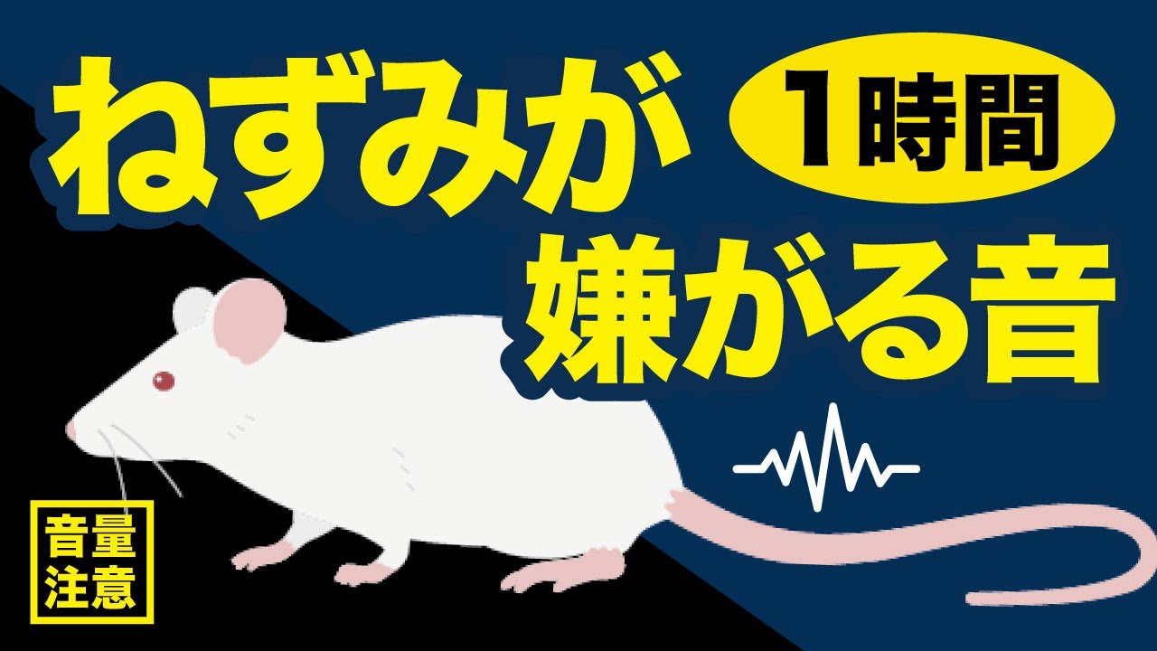 【音量注意】ねずみが嫌がる音、ネズミ撃退音、モスキート音、Rat Repellent Sound