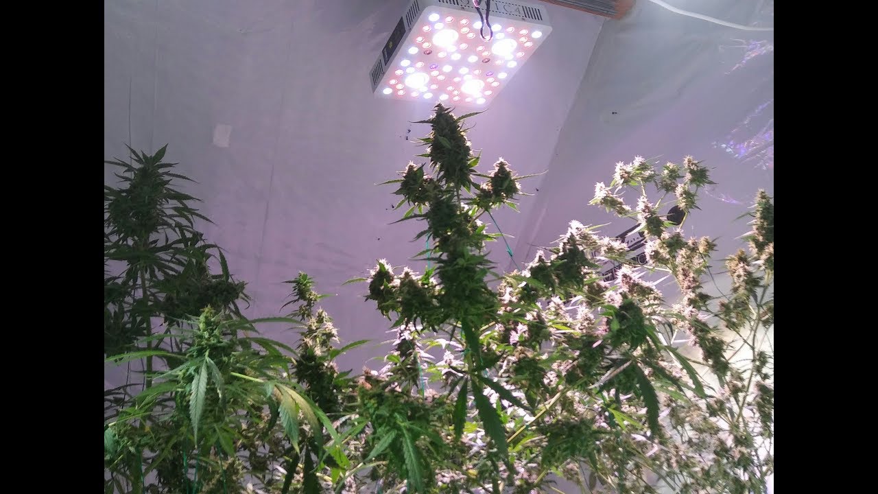 Optic 4 Grows Huge Autoflowers with big fat buds - Light Mover Grow Series