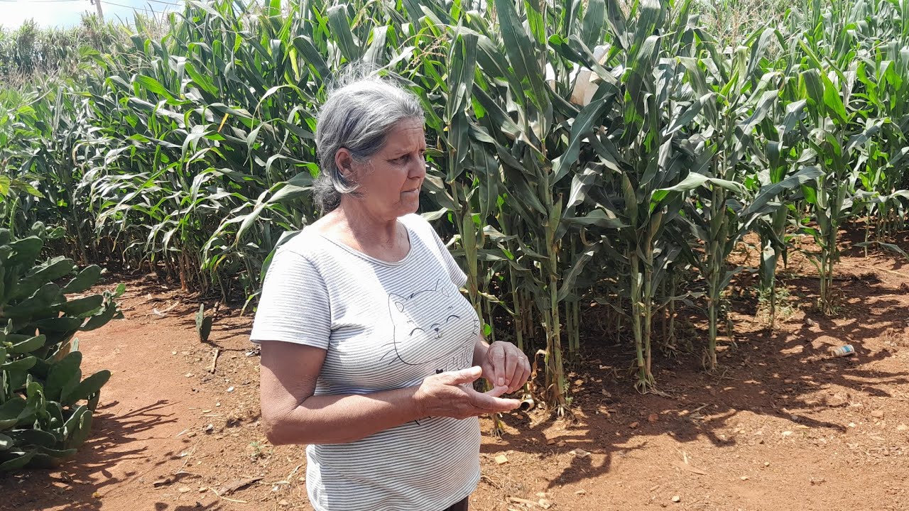 A LAVOURA DE UMA MULHER  BATALHADORA DONA DETE  NA ROÇA  