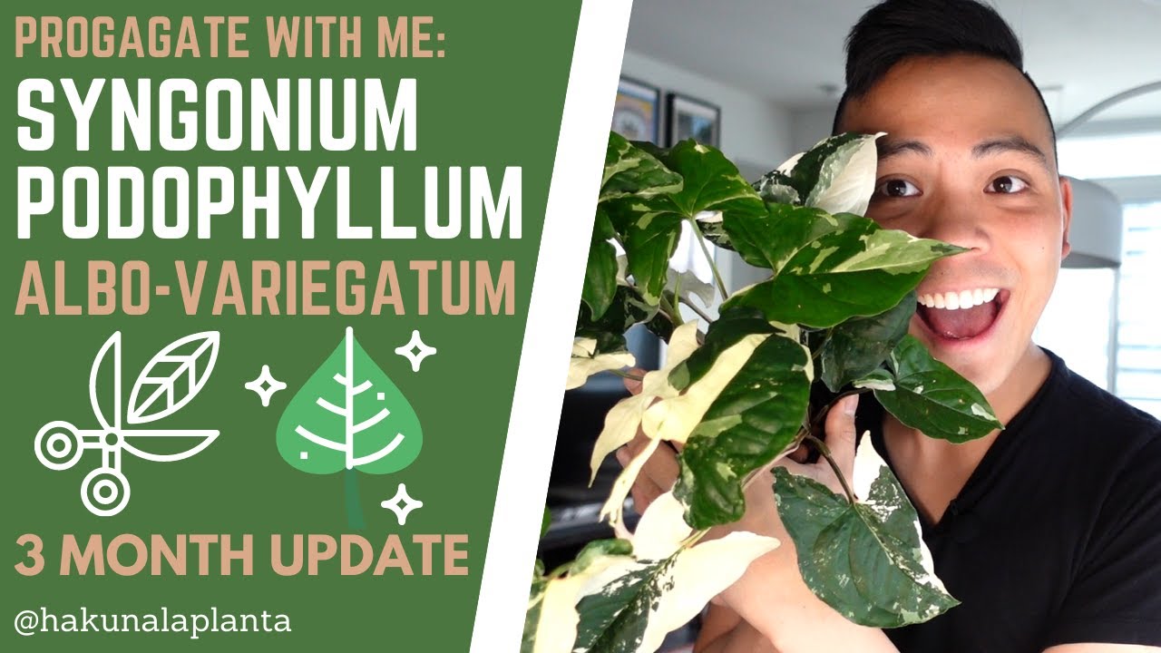 How to Propagate a Syngonium Podophyllum Albo-Variegatum - 3 Month Update (Water to LECA)