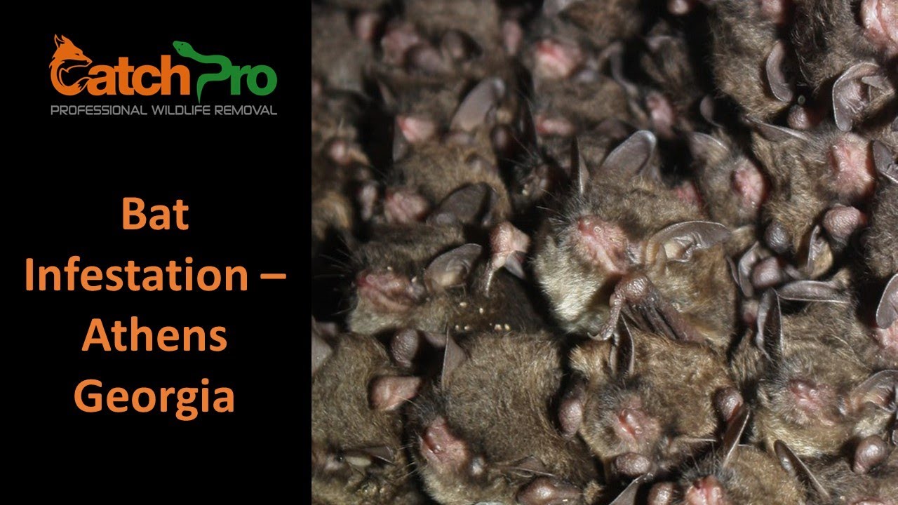 Bats in my Attic - Bat Infestation Athens, Georgia - CatchPro Wildlife Removal