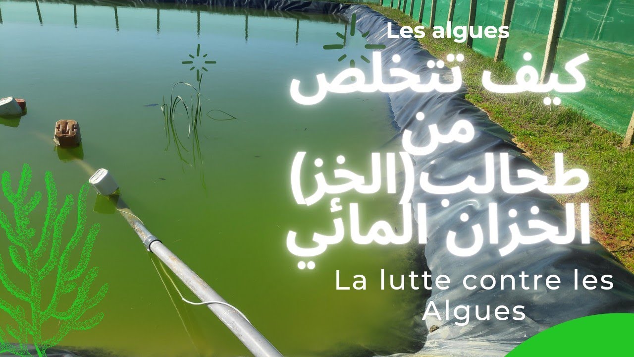 طرق معالجة الطحالب في خزان الماء أو صهريج السقي الفلاحي
