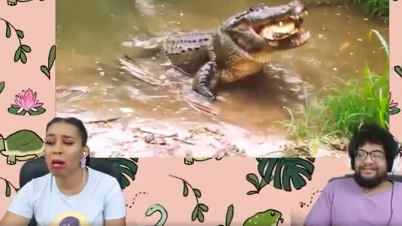 TierZoo: Крокодилы — OP? при участии Чавеза