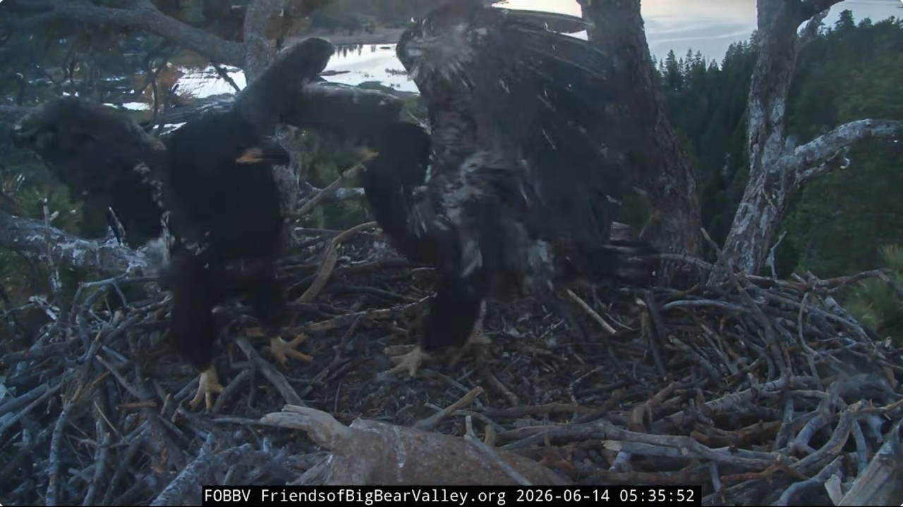 Sandy and Luna are actively exercising their big wings 14.06.2026 @FOBBVCAM