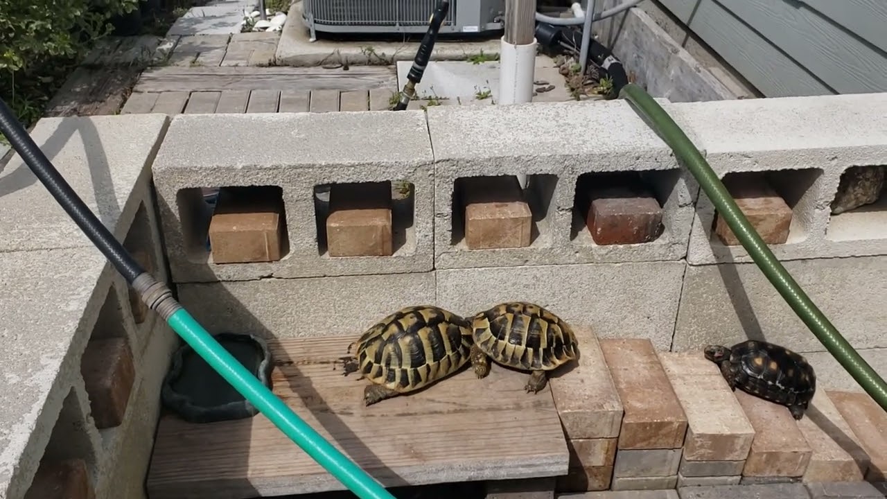 Tortoises🐢 🐢 🐢 🐢4T031125023