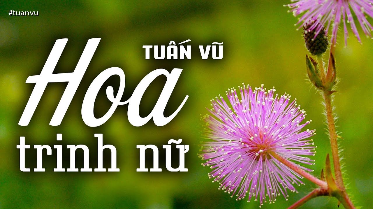 Hoa Trinh Nữ - Tuấn Vũ (Tác giả: Trần Thiện Thanh) | Nhạc Vàng Xưa Bất Hủ
