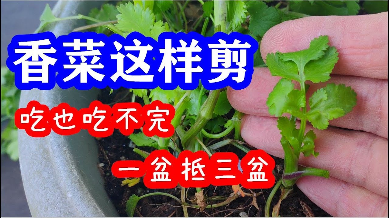 我是这样采摘香菜的：一盆抵三盆 ，吃也吃不完 、如何采摘香菜？/