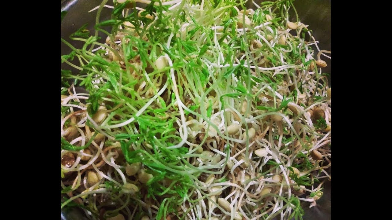 Germinado de Lentejas Lentil Sprouts