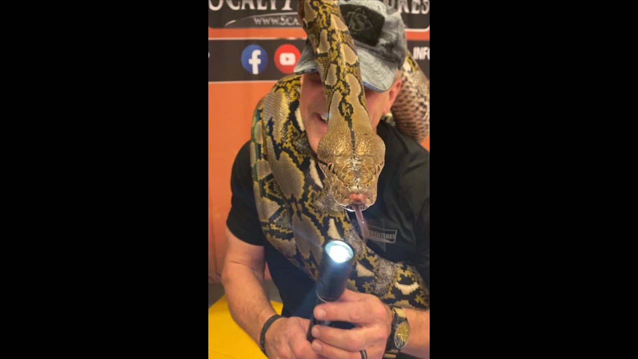 COAST PX250 flashlight and Snuggles the Reticulated Python