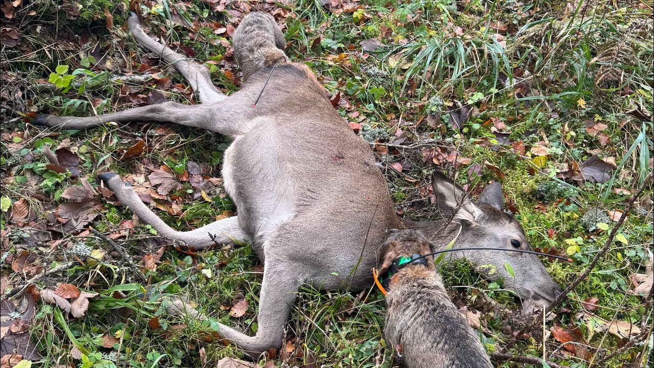 Chasse aux cerfs dans le jura Vaudois 🦌