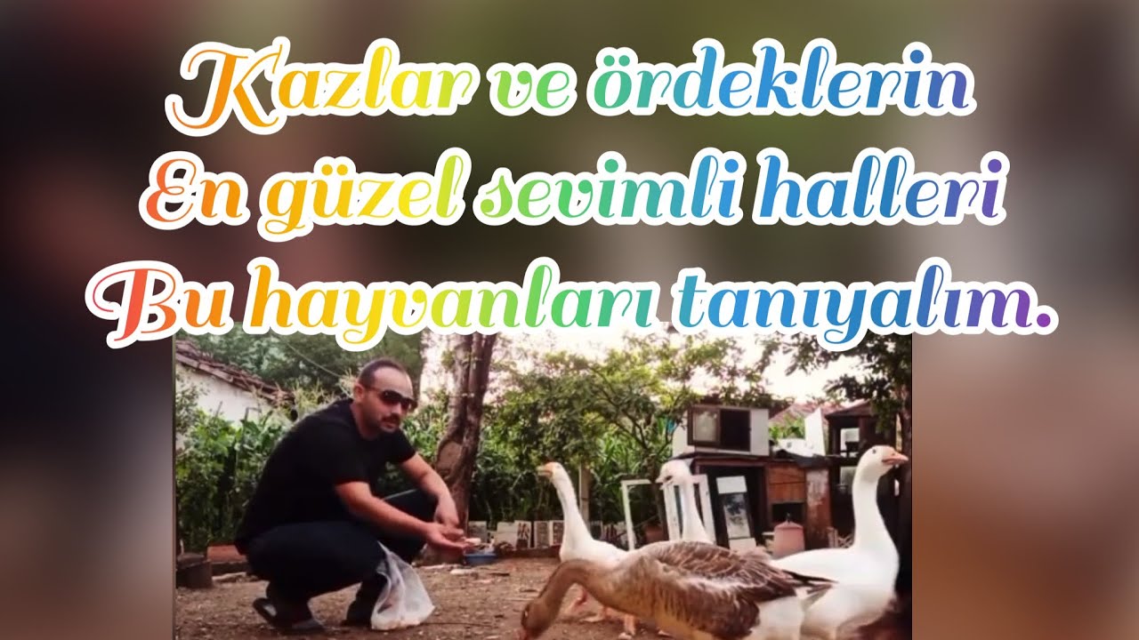 Kazlar ve ördekleri tanıyalım. Bu canlılar cok sevimli, Ördek ve kazların sahibi ile bağı, #duck