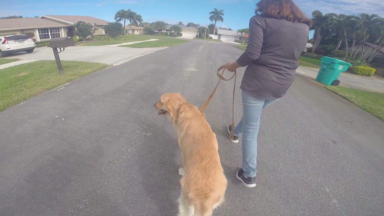 Golden Retriever Training Jumping Leash Pulling