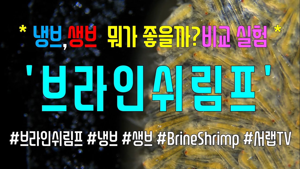 [현미경] 냉브 생브 완벽 비교영상 난황터짐 속터짐  브라인쉬림프 4K Microscope Brine Shrimp