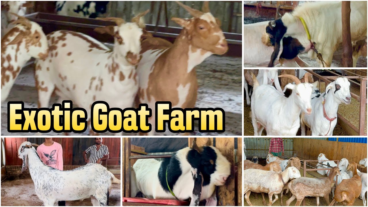 Full Tour of Exotic Goat Farm August 2024