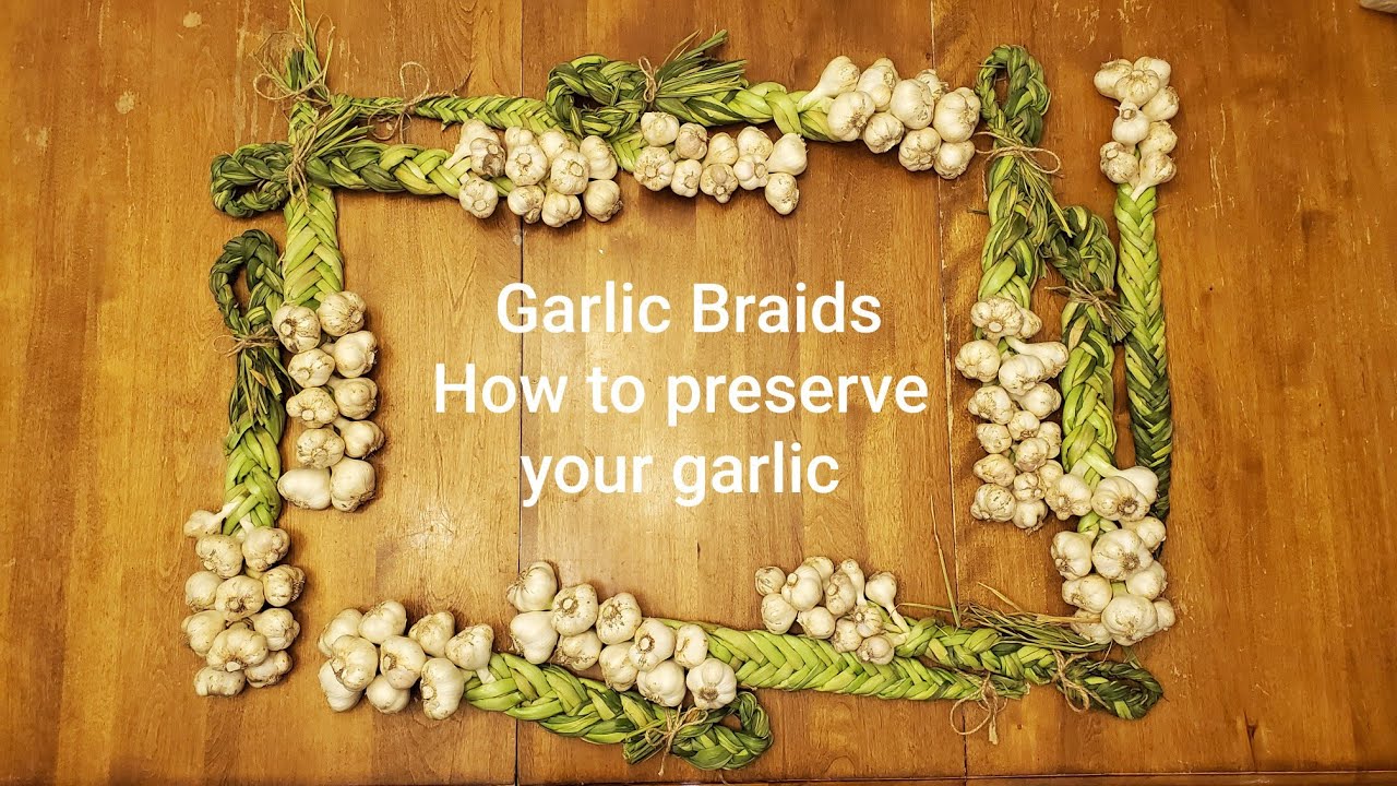 Braiding Garlic