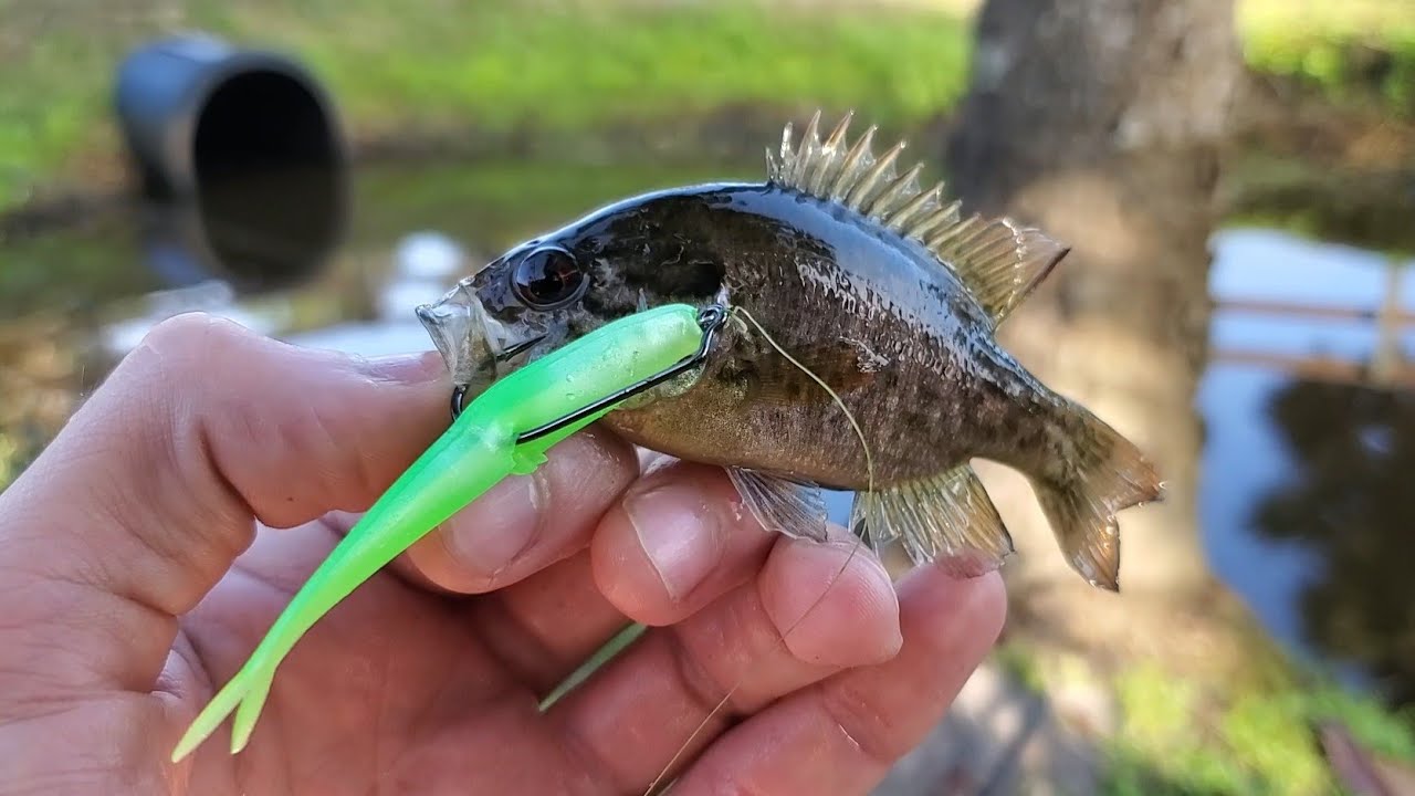 These Crazy Fish Eat Lures Bigger Than They Are! (NEW SPECIES!!)