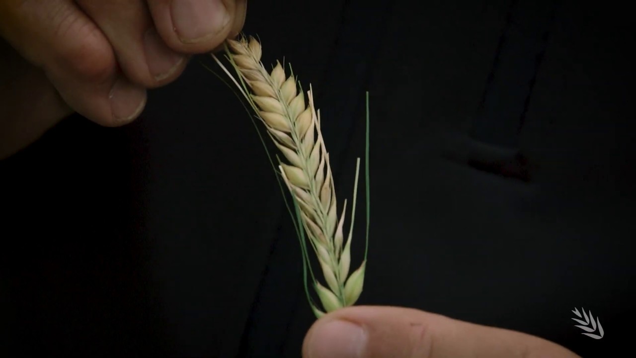 Comparing long & short season feed-grain barley varieties sown on the same date