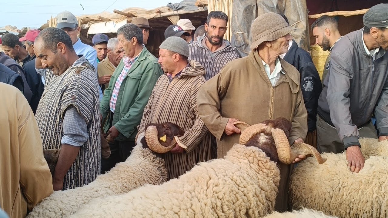 مباشرة من أحد خنيفرة 26/5/2024 مع أثمنة الحولي البرݣي لعيد الأضحى والبكري وخروفة والنعجة فرجة ممتعة