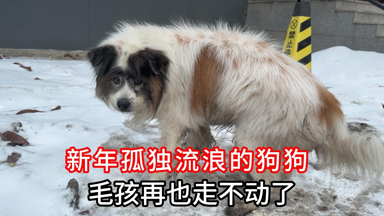 新年里孤独流浪的狗狗，这回毛孩子再也走不动，趴在雪地让人心疼