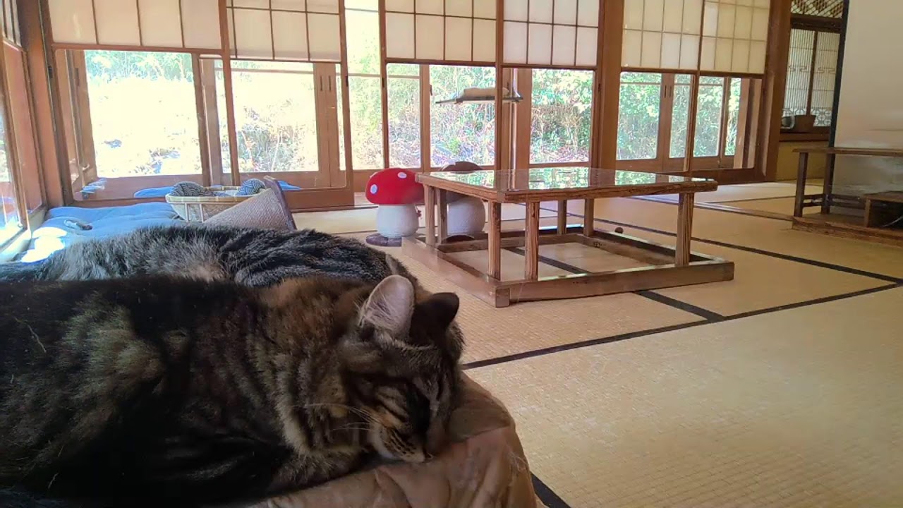 垂れ流し配信‗夜‗20260310