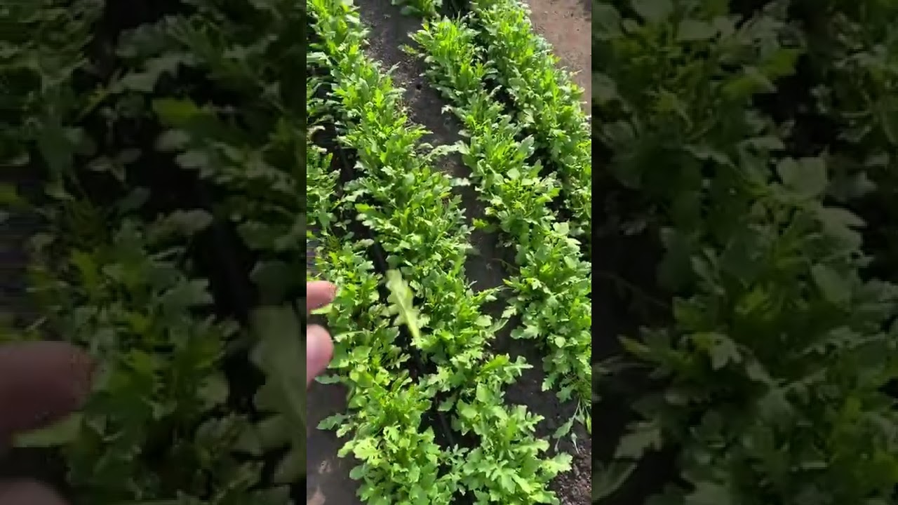 Срезка руколы||результаты работы с перекупами