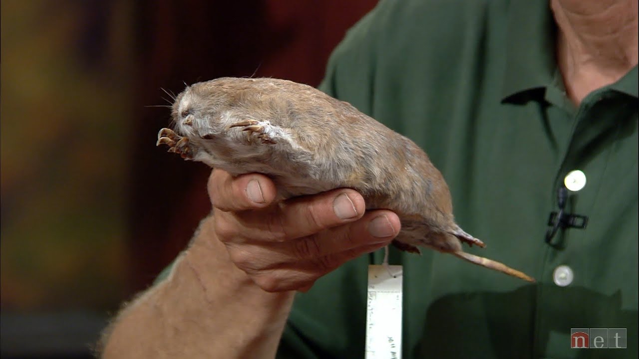 Digging Deeper with Backyard Farmer | Underground Critters & Critter Control