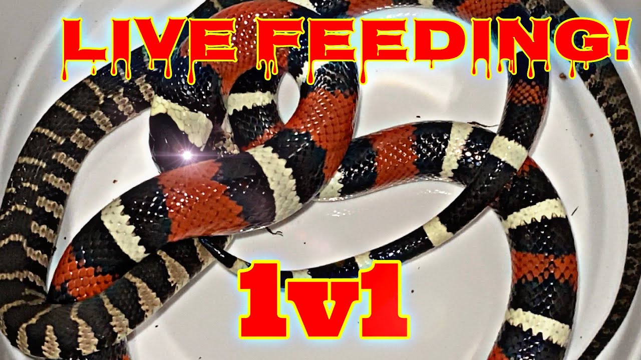 Pueblan Milk Snake Devours Snake ALIVE! (LIVE milksnake feeding!!)