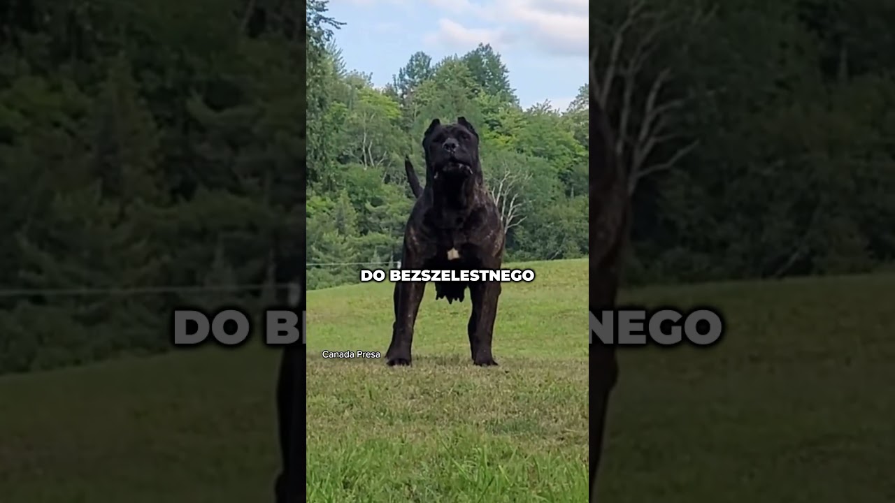 Najgroźniejszy pies na świecie - Cane Corso