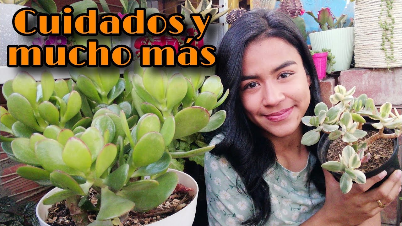 ÁRBOL DE JADE: todo lo que debes saber 🌱 | Jardines by Angie