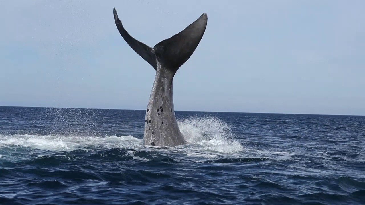 ミナミセミクジラの海　バルデス半島ヌエボ湾｜西遊旅行